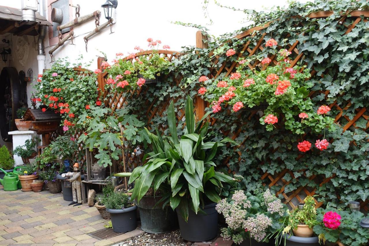 Apartment Phoenix Aus Der Asche Rhodt unter Rietburg